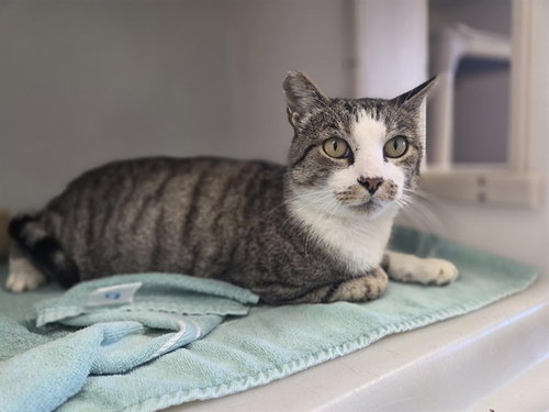 picture of the cat needing adoption