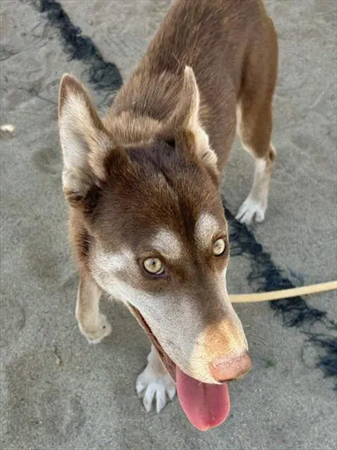 Odessa - Siberian Husky
