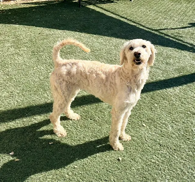 Ivory - Poodle (Standard)