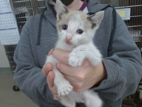 picture of the cat needing adoption
