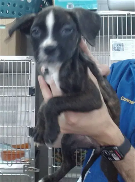 Coco - Pit Bull Terrier