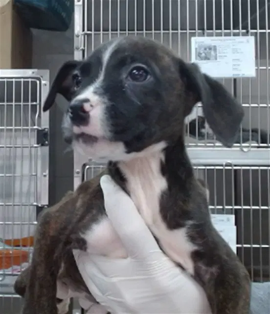 Pippa - Pit Bull Terrier