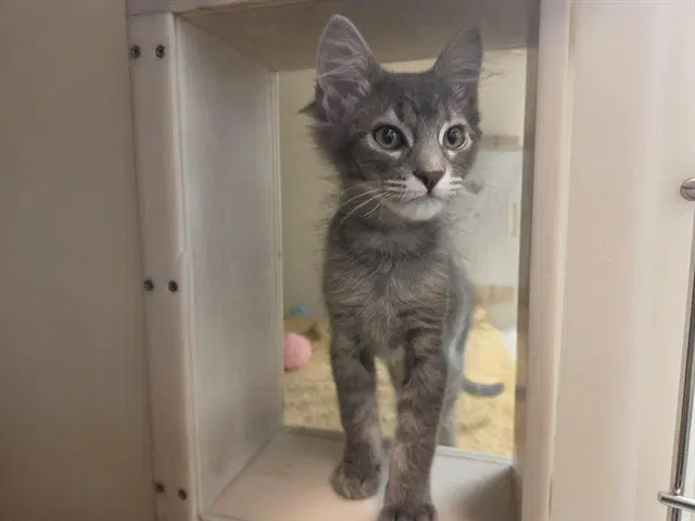 Stormy - Domestic Short Hair