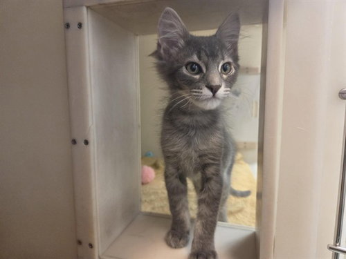 picture of the cat needing adoption