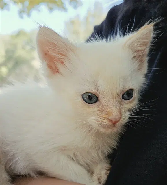 Candle - Domestic Short Hair