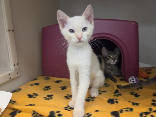 picture of the cat needing adoption