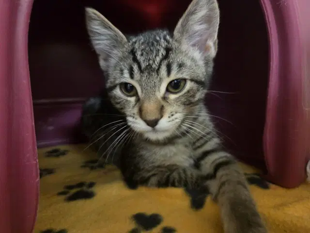 Pickle - Domestic Short Hair