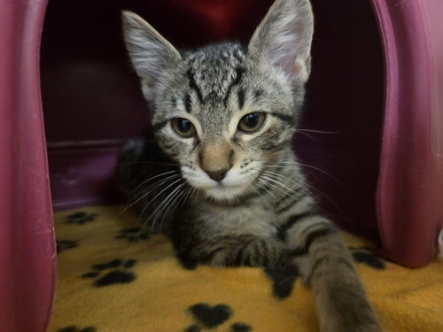 picture of the cat needing adoption