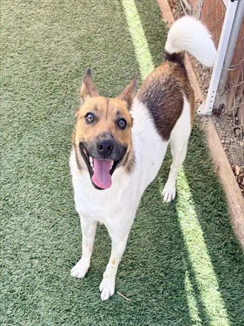 Buttercup - Queensland Heeler