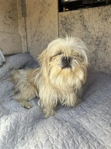 Maggy - Shih Tzu