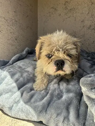 Daphne - Border Terrier