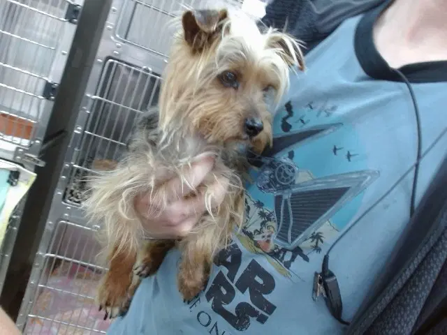 Skittles - Yorkshire Terrier Yorkie