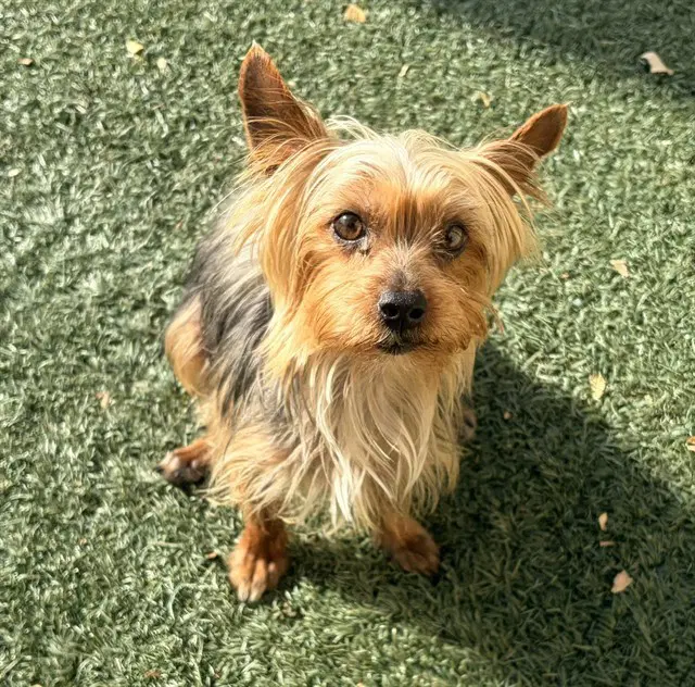 Skittles - Yorkshire Terrier Yorkie