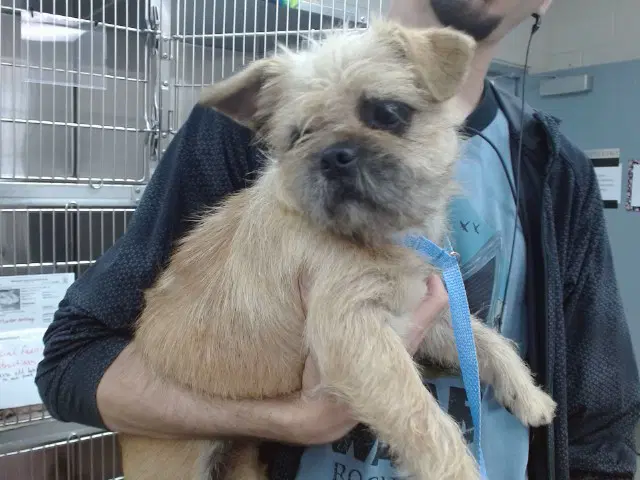 Unknown - Pug