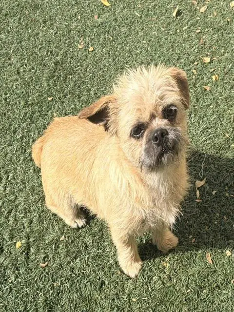 Unknown - Pug