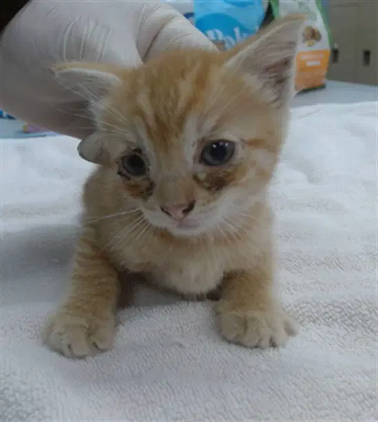 Neptune - Domestic Short Hair