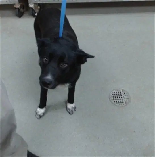 Sonya - Border Collie