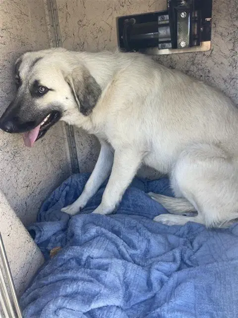 Bubba - Anatolian Shepherd