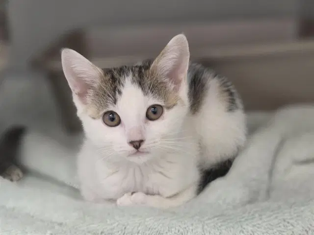 Nymeria - Domestic Short Hair
