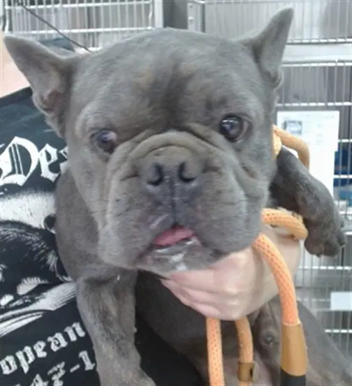 Canelo - French Bulldog