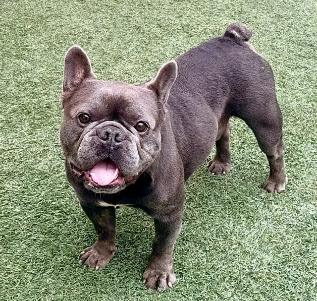 Canelo - French Bulldog