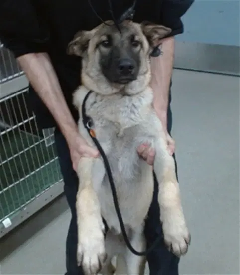 Heidi - Belgian Shepherd Malinois