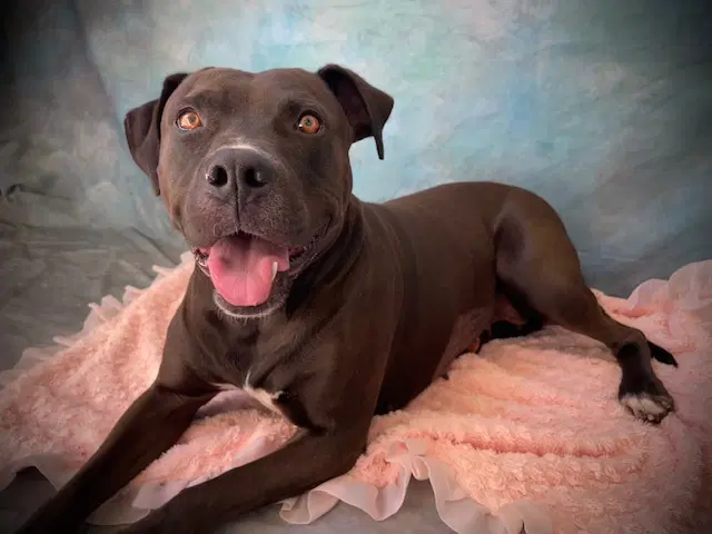 Raven - Pit Bull Terrier
