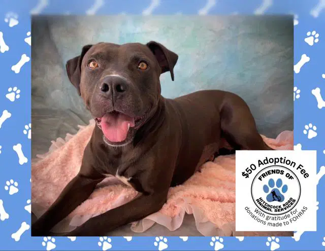 Raven - Pit Bull Terrier