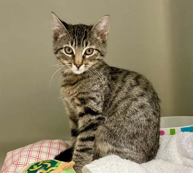 Maple - Domestic Short Hair