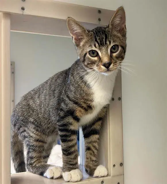 Milo - Domestic Short Hair