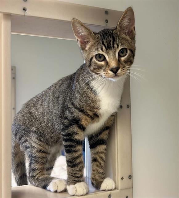Milo