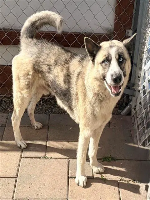 Diesel - Siberian Husky