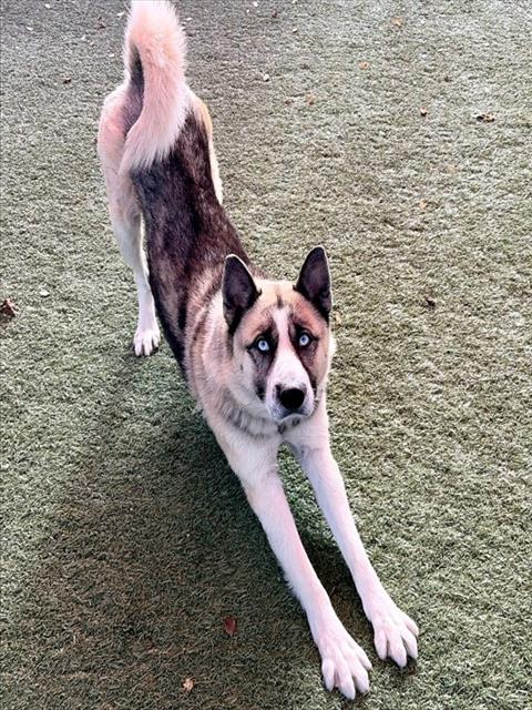 Diesel - Siberian Husky
