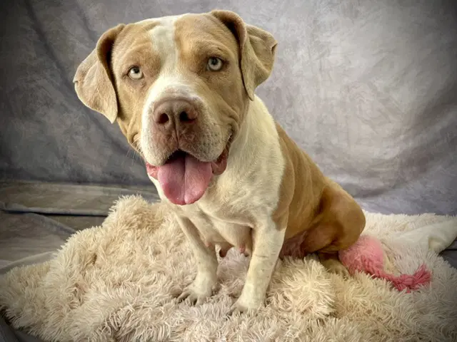 Kenia - American Bulldog