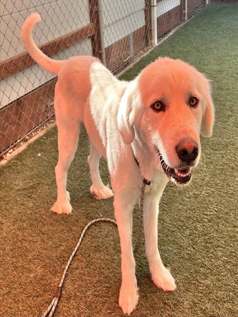 Luky, Great Pyrenees