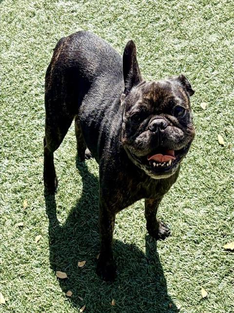 Chanel, French Bulldog