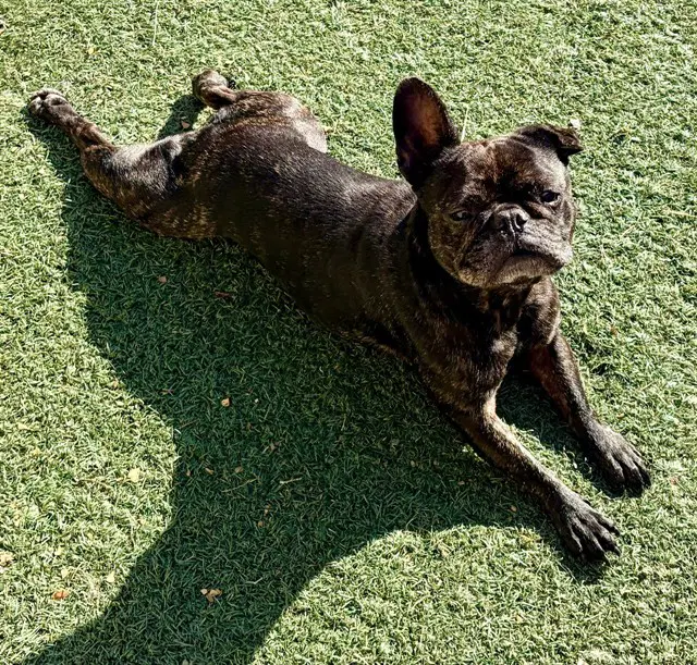 Chanel - French Bulldog