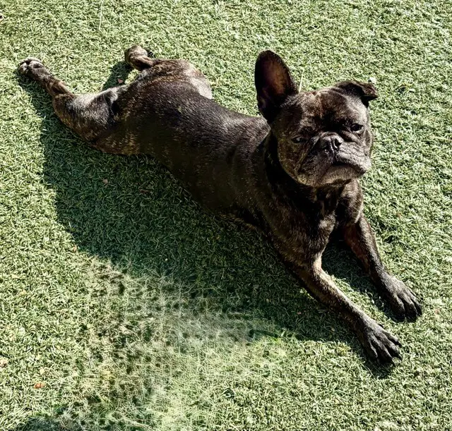 Chanel - French Bulldog