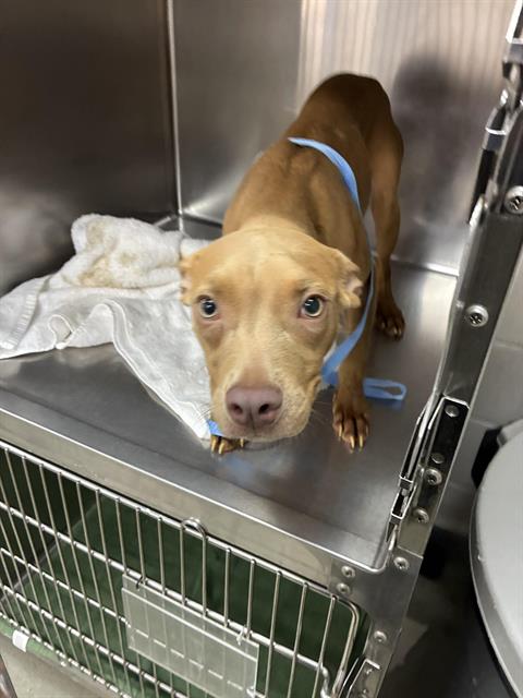 Harmony, Pit Bull Terrier