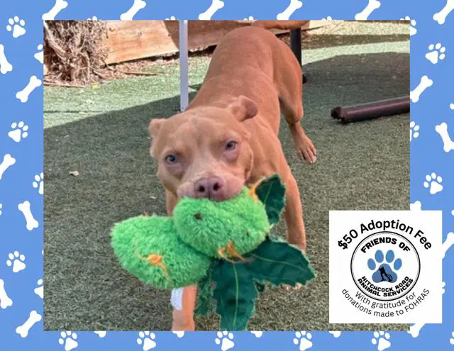 Harmony - Pit Bull Terrier