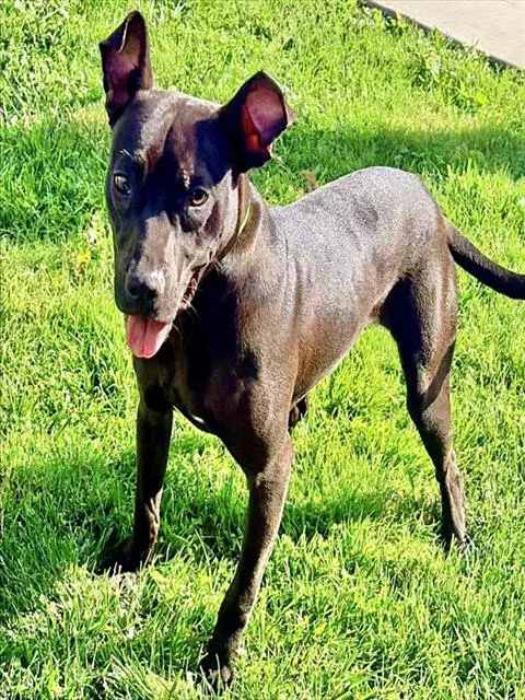 Becca - Pit Bull Terrier