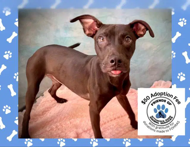 Becca - Pit Bull Terrier