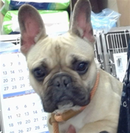Muffin, French Bulldog