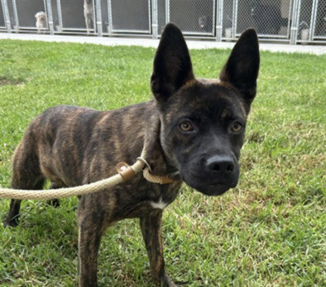 Bronx, Belgian Shepherd Malinois