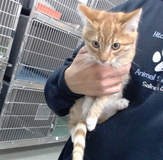 Peanut, Domestic Short Hair