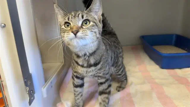 Vixen - Domestic Short Hair