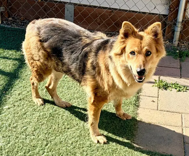 Jada - Australian Shepherd