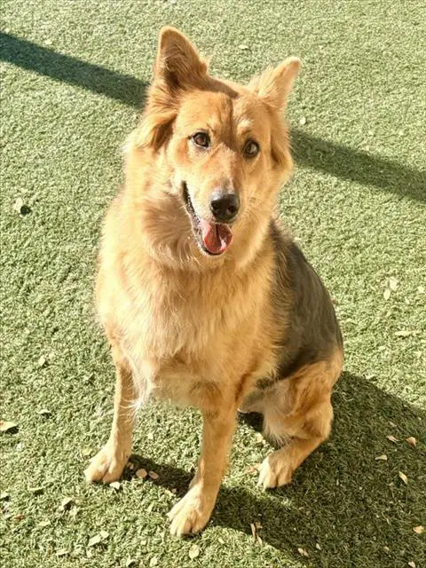 Jada - Australian Shepherd