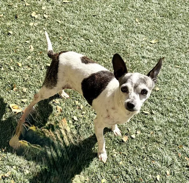 Jewels - Chihuahua