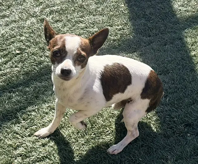 Jewels - Chihuahua